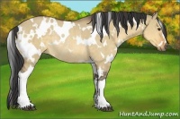 Horse Color:White Spotted Buckskin Dun Rabicano