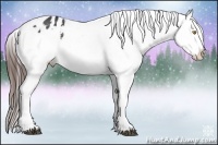 Horse Color:Brown Appaloosa 