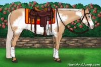 Horse Color:Silver Amber Champagne Frame