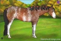 Horse Color:White Spotted Bay 