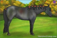 Horse Color:Black 