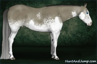 Horse Color:White Spotted Buckskin Splash 