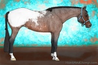 Horse Color:Bay Roan Appaloosa