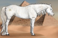 Horse Color:Perlino Sabino  and Perlino Sabino 