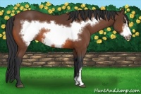 Horse Color:Bay Frame 