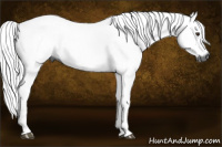 Horse Color:Gray Liver Chestnut 
