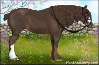 Horse Color:Liver Chestnut 