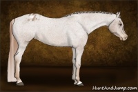 Horse Color:Red Roan Appaloosa 