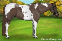 Horse Color:Liver Red Roan Tobiano 