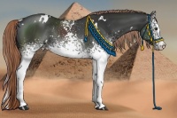 Horse Color:White Spotted Liver Chestnut Rabicano 