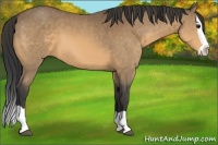Horse Color:Buckskin Splash 