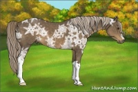 Horse Color:Chocolate Palomino Ice