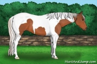 Horse Color:Silver Bay Tobiano