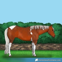 Horse Color:Silver Brown Tobiano 