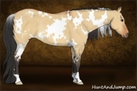 Horse Color:White Spotted Bay Dun Rabicano