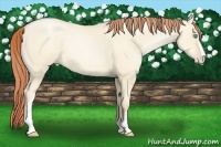 Horse Color:White Spotted Classic Cream Champagne Pearl Dun 