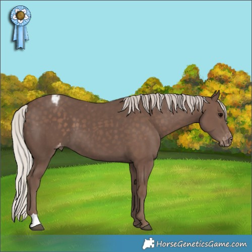 Horse Color:Silver Black Appaloosa 