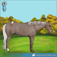 Horse Color:Silver Black Appaloosa 