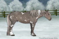 Horse Color:White Spotted Silver Black Sabino 