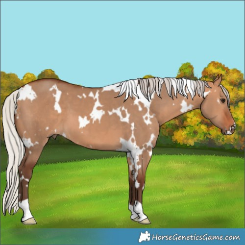 Horse Color:White Spotted Silver Bay Dun 