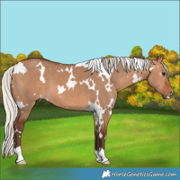 Horse Color:White Spotted Silver Bay Dun 