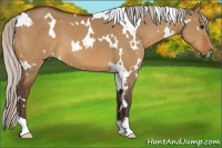 Horse Color:White Spotted Silver Bay Dun 