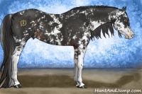 Horse Color:Liver Chestnut Sabino