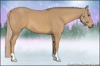 Horse Color:Palomino 