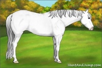 Horse Color:Buckskin Sabino