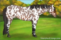 Horse Color:Bay Roan Appaloosa 