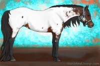 Horse Color:Bay Appaloosa