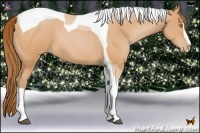 Horse Color:Bay Pearl Sabino Tobiano 