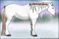 Horse Color:Red Dun Appaloosa 