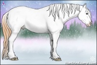 Horse Color:Buckskin Snowflake Varnish 