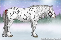 Horse Color:Smoky Black Appaloosa 
