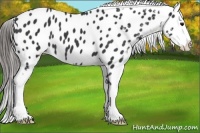 Horse Color:Black Appaloosa 
