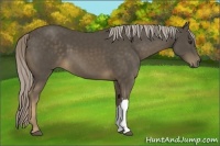 Horse Color:Chocolate Palomino