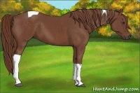 Horse Color:Chestnut Tobiano