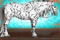 Horse Color:Black Appaloosa