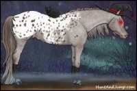 Horse Color:Liver Chestnut Appaloosa