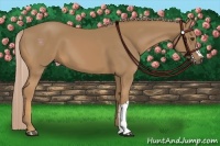 Horse Color:Palomino
