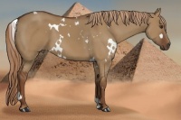 Horse Color:White Spotted Red Dun 
