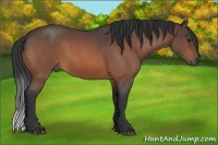Horse Color:Bay Roan 