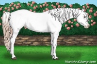 Horse Color:Chestnut Splash Appaloosa 