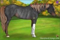 Horse Color:Liver Chestnut Rabicano 