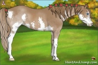 Horse Color:Chestnut Splash 