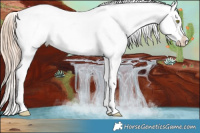 Horse Color:Gold Champagne Appaloosa