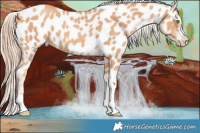 Horse Color:Gold Champagne Near Leopard 