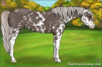 Horse Color:Silver Black Sabino 