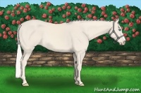 Horse Color:Cremello 